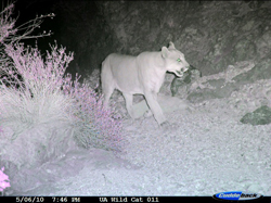 U of A Wild Cat Research and Conservation Center: Photo of a mountain lion taken by an infrared camera placed in the Tucson Mountains