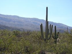 Tucson: Saguaro National Monument East