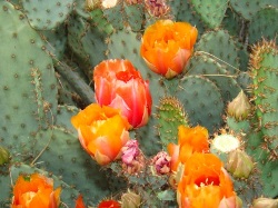 Prickly Pear: Desert Flowers