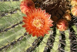 Cactus: Desert Beauty